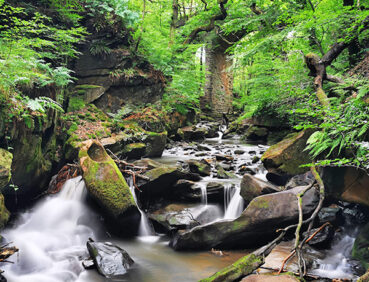 Healey Dell Nature Reserve