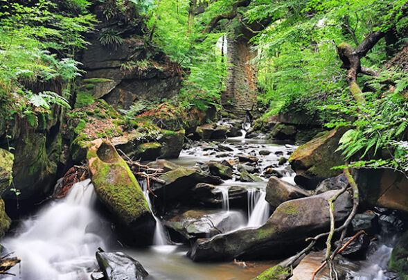 Healey Dell Nature Reserve