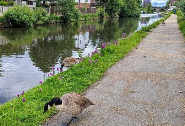 Bridgewater Canal Manchester